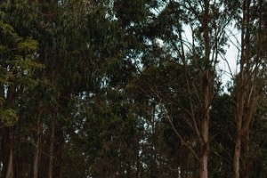 Camp 05