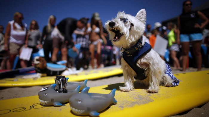 Surf Dog 