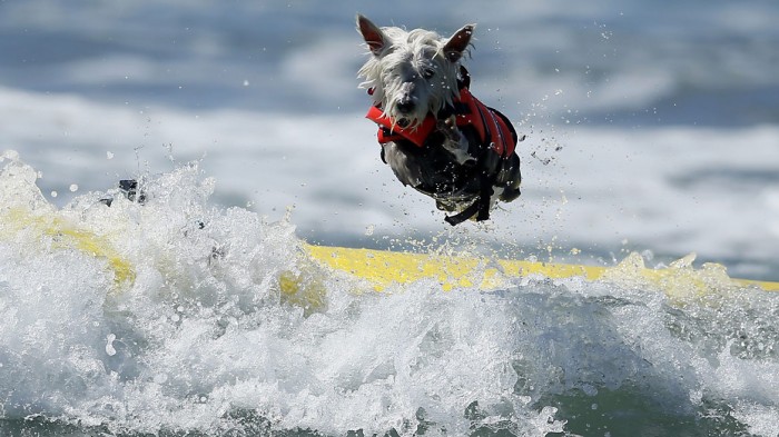 Perro surfero