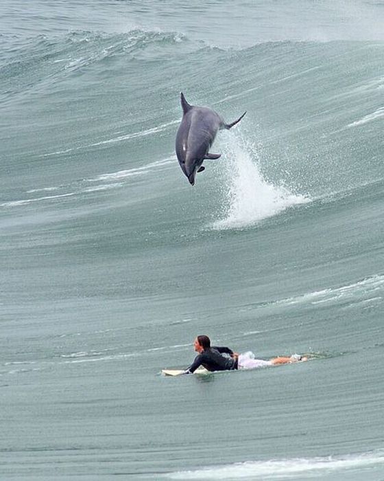 Surfeando Con Delfines