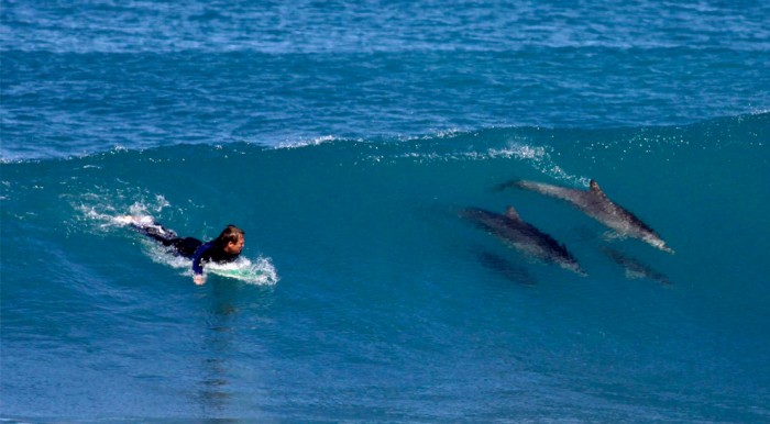 Surf con delfines