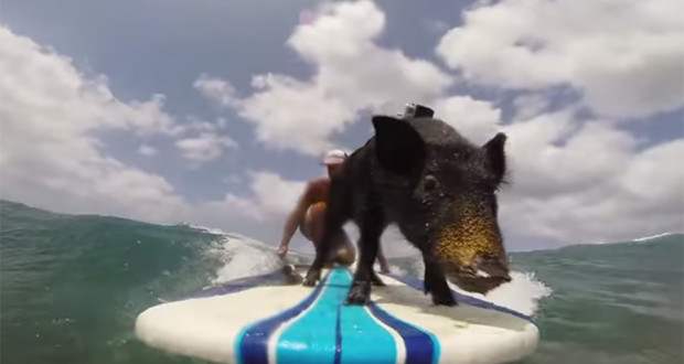 Más Animales Surfeando: Ahora Un Cerdo