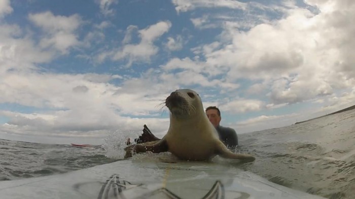 Surfeando Con Una Foca