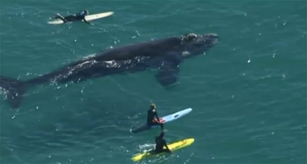 Surfeando con una ballena