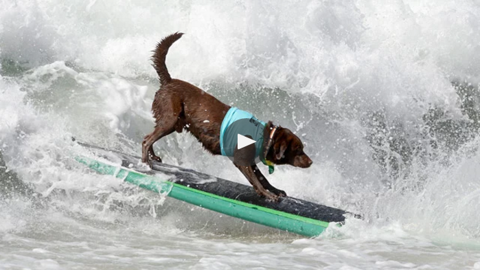 7 Vídeos De Animales Surfeando Que No Te Puedes Perder