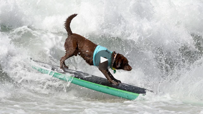 perro surfero - Artsurfcamp