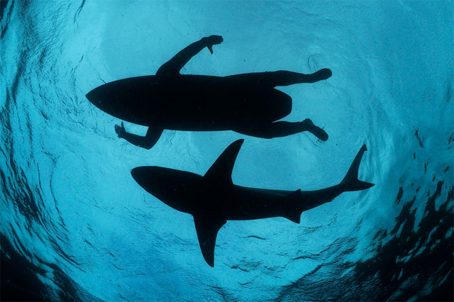 Surf y Tiburones: Poco Que Temer