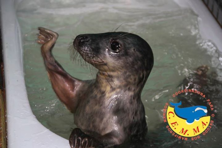 El Temporal Pasado Dejó Por La Costa Varios Varamientos De Focas y 1 Ballena