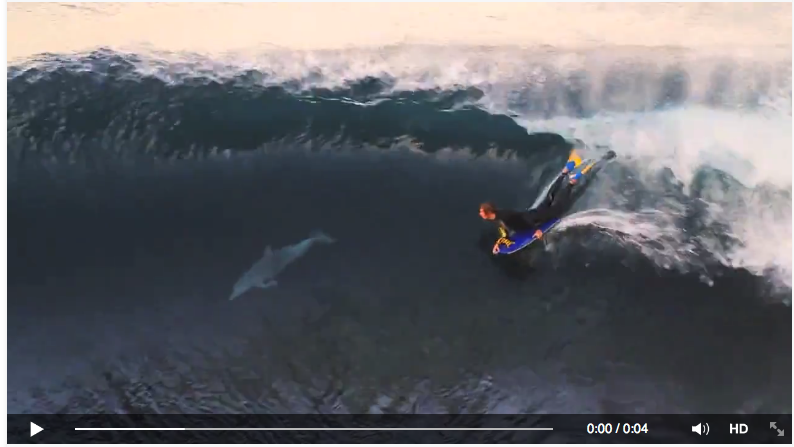 Los Primeros Surfistas Fueron Los Delfines