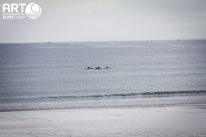 20479196005_398094faef_b